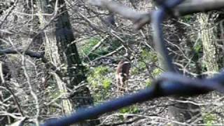 preview picture of video 'Shy deer in forest in Holland - Schuwe reeën in het Bunderbos, Zuid Limburg'