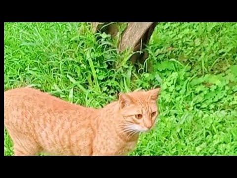 Cat ketu #shorts  #trinding  THE REAL NATURAL ENVIRONMENT@therealnaturalenvironment