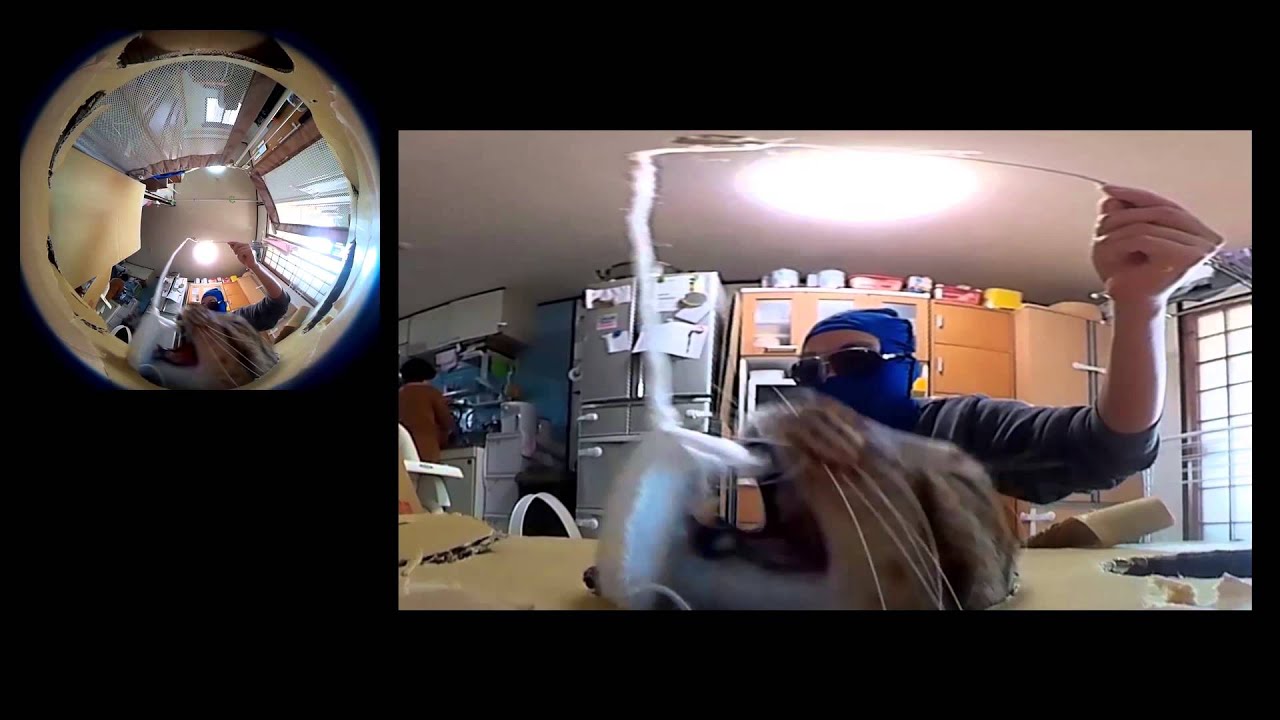 猫釣り　cat fishing