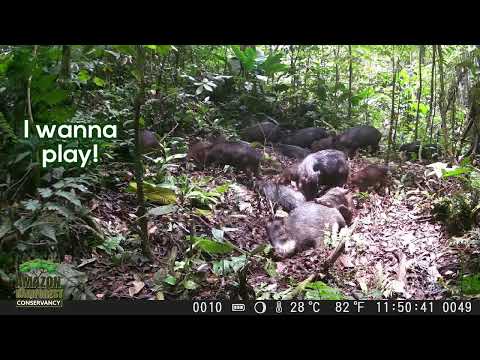 Securing a Wildlife Corridor in the Amazon.