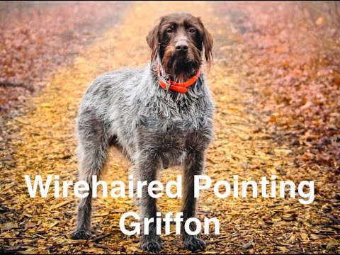 The Balanced K-9, LLC video.