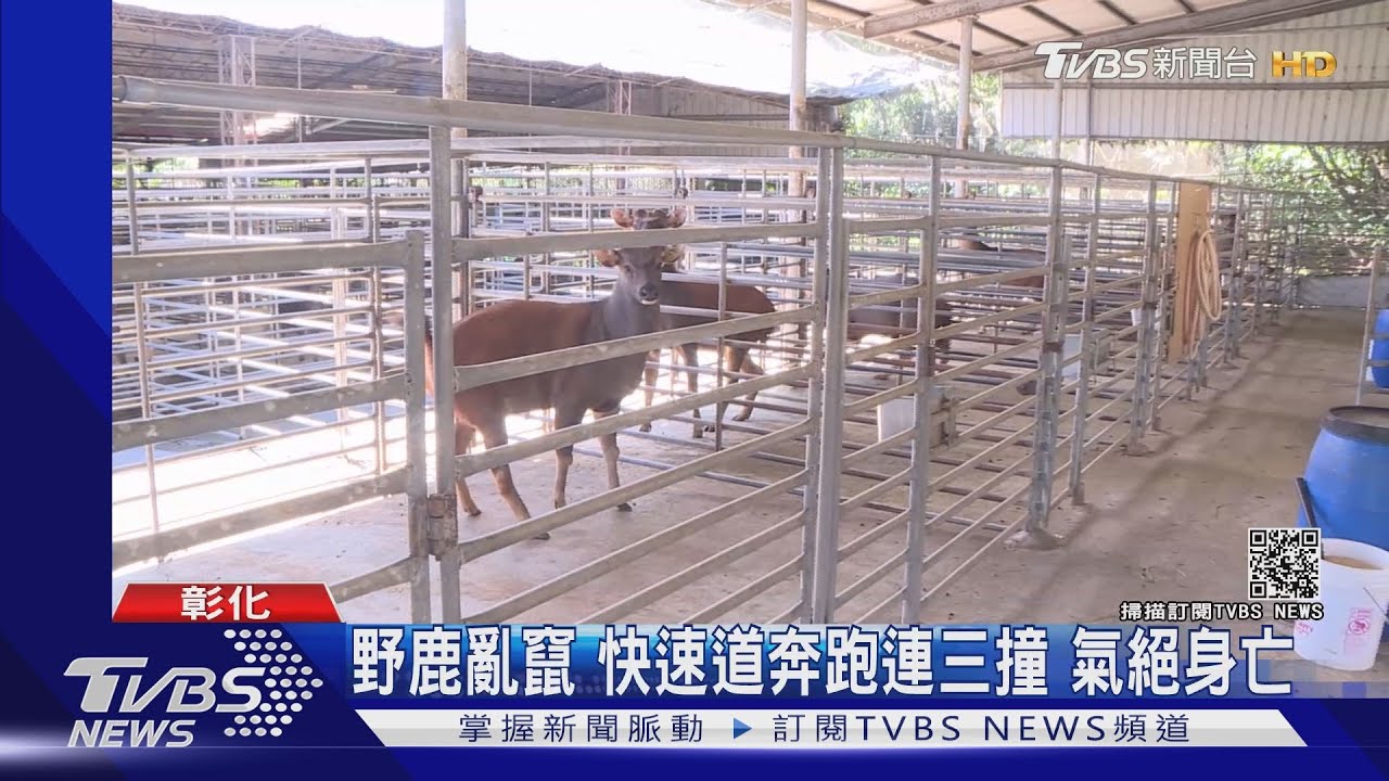 野鹿亂竄!快速道奔跑連三撞 氣絕身亡