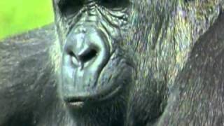 walk on the wild side BBC funniest moments