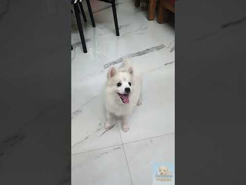 Aaradhike ft Kukku #pets #puppy #puppyvideos #dog #dogvideos #aaradhike #ambili #cutepuppy #trending