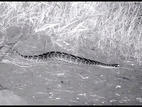 Fat snake at Kwa Maritane. 20 November 2020