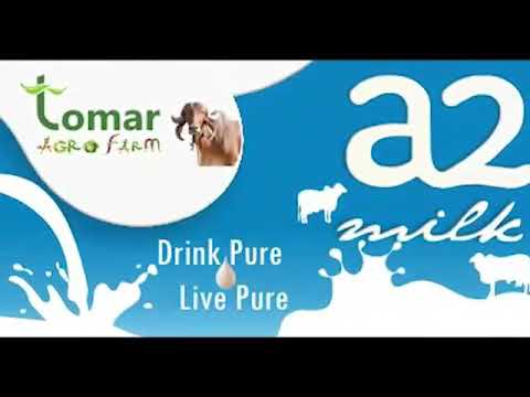 download lagu mp3 mp4 Cow Milk In Indore, download lagu Cow Milk In Indore gratis, unduh video klip Cow Milk In Indore