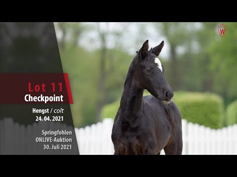 Onlive-Auktion Springfohlen Lot 11 Checkpoint Hengst v. Cornet Obolensky -  FAN Holland (ex Holland)