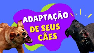 5 maneiras de ADAPTAR um novo CAO em casa