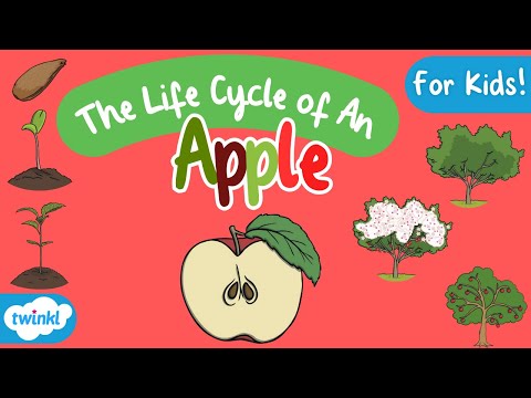 The Life Cycle of An Apple | Apple Life Cycle | Science for Kids!
