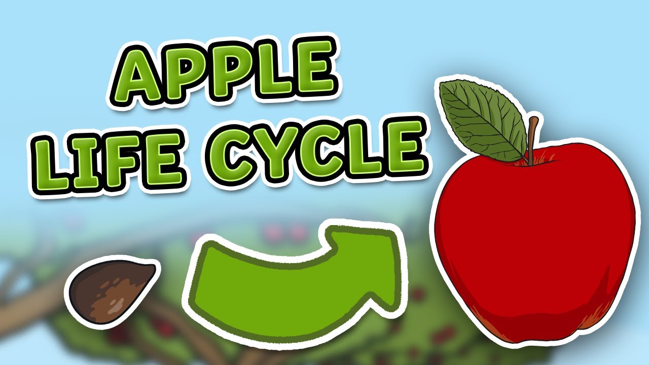 The Life Cycle of An Apple | Apple Life Cycle | Science for Kids!