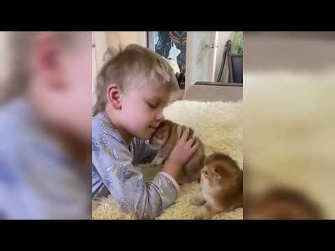 Funny cats|| compilation|| hooman time