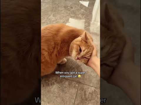 Первые смешные моменты 2026 — питомцы, которые сразу удивили