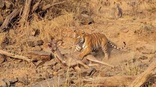 OS 7 ATAQUES MAIS INCRÍVEIS DE TIGRES A CERVOS, COM REGISTROS INÉDITOS