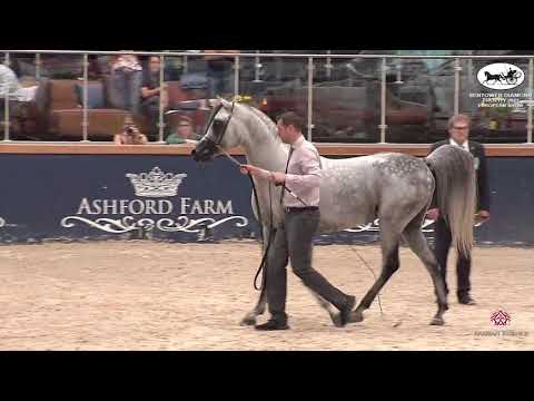 N 29 ARES KALLISTE   Sentower Diamond Trophy 2021   European Show   Stallions 4 6 Years Old Class 10