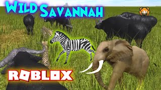 Roblox Zebra Herd Th Clip - 