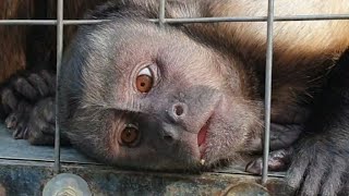 And thats how a monkey escapes