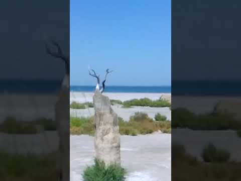 Playa de Sal , árboles petrificados. Miramar de Ansenuza.Cordoba. Argentina 2026.