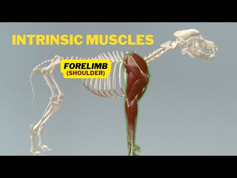 Dr. Sara May, Allergy and Immunology