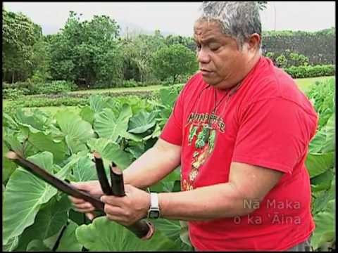 Malama Haloa - Protecting the Taro (TRAILER)