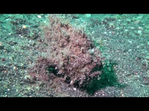 Die Strasse von Lembeh