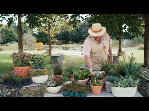 Tipp: Die besten Pflanzen für einen steinernen Garten