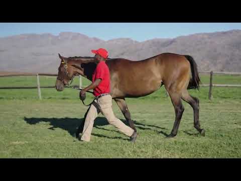 Lot 120 – Lovely Rita x Hawwaam