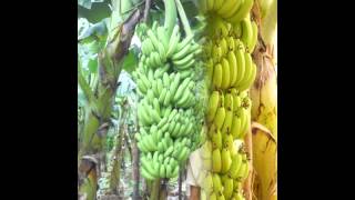 preview picture of video 'Biological banana cultivation'