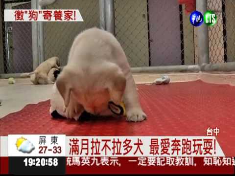 滿月緝毒犬! 海關徵寄養家庭