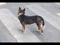 Cute Dog Looking For Someone Whos That Dog PetLover FamilyDog Hammyandolivia CuteAnimals Nature Funn