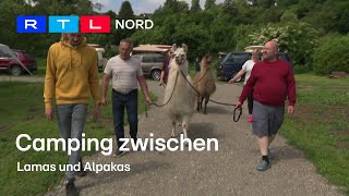Camping-Urlaub mit Alpakas an der Weser