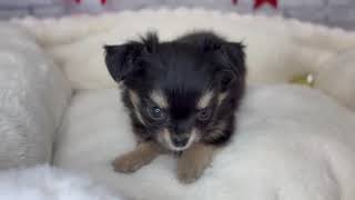 チワワ（ロング）の動画01