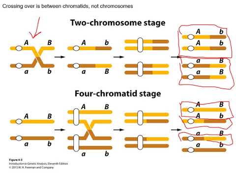 Mapping Eukaryote Chromosomes by Recombination (Chapter 4)