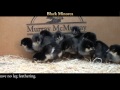 Video: Black Minorca Baby Chicks