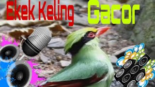 Download lagu Ekek Keling gacor Full Singing #Moment Ekek Keling gacor Singing Bird #viralvideo mp3 Download lagu Ekek Keling gacor Full Singing #Moment Ekek Keling gacor Singing Bird #viralvideo mp3