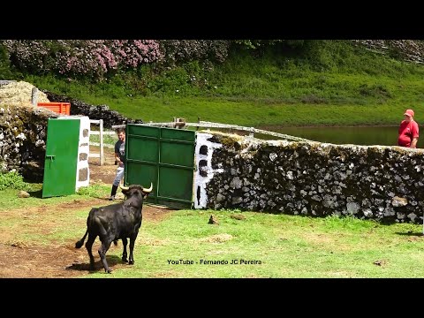 JAF Wild Bulls Changing Pastures - Mudança De Pastagens - Ilha Terceira - Açores - Portugal