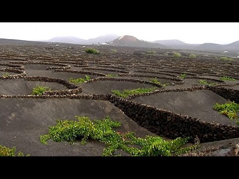 شاهد العنبُ "البركاني" في جزيرة لانزاروت الإسبانية وحكايةُ نبيذ فاخر…