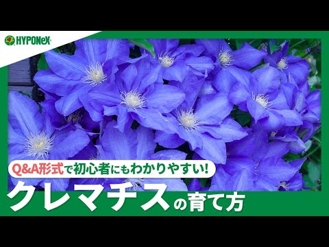 クレマチスの植え方は？おまけとして、適切にメンテナンスしてトリミングするためのヒントもお届けします。  庭園