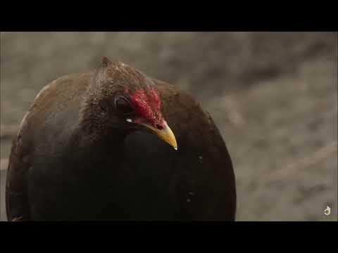 A Volcano Odyssey   Full Documentary l SRT Media