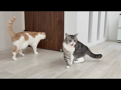 可愛がってた新入り子猫が急にいなくなったら心配症の先輩猫たちがこうなっちゃいました…