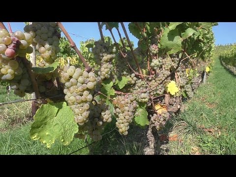 Rheinhessen 2015