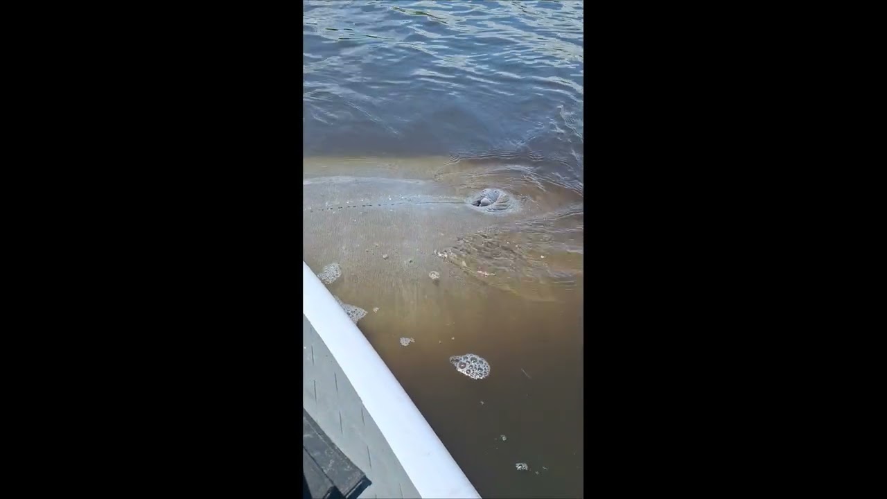 Manatee Joins Paddle Board Ride || ViralHog