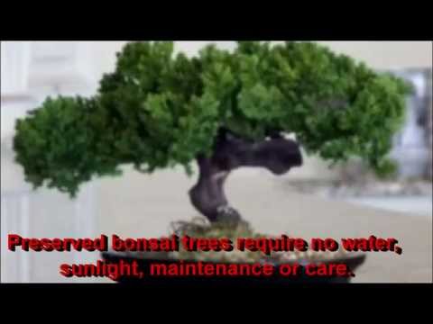 download lagu mp3 mp4 Preserved Bonsai Trees For Sale, download lagu Preserved Bonsai Trees For Sale gratis, unduh video klip Preserved Bonsai Trees For Sale