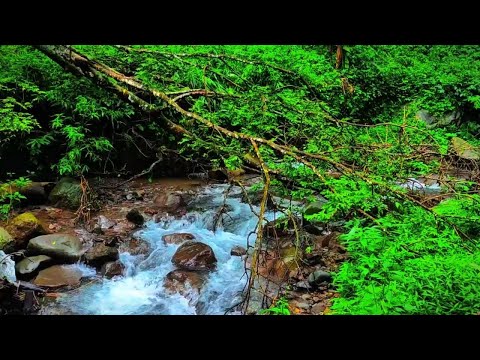 Beautiful Relaxing Sounds - Calming River Sounds ASMR: Nature's Serenity for Ultimate Relaxation