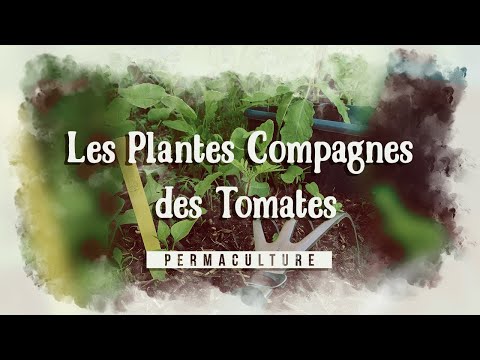 , title : 'Les plantes compagnes des tomates - 🍅 les associations de cultures🍅'