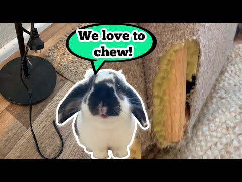 YouTube video about: How to stop your rabbit from chewing carpet?