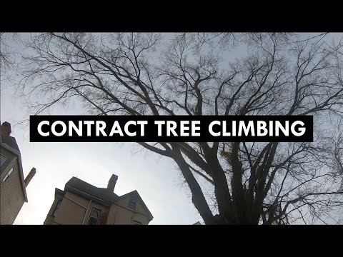 A Day in the Life of a Tree Climber