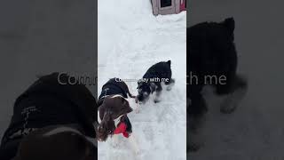 Cute Dog; Queen Of The Backyard Snow Pile| Ember The English Springer Spaniel #shorts