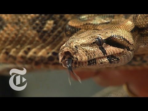 How the Boa Constrictor Kills | ScienceTake | The New York Times