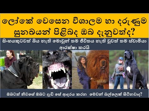 ලොව භයානකම හා විශාලතම සුනඛයන් 10 මෙන්න|Most dangerous and biggest dogs in the world|Biggest Pet dogs
