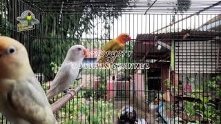 Download lagu Pancingan dan TERAPI Lovebird Paud/Balibu sistem KOLONI 100% dijamin AMPUH mp3 Download lagu Pancingan dan TERAPI Lovebird Paud/Balibu sistem KOLONI 100% dijamin AMPUH mp3
